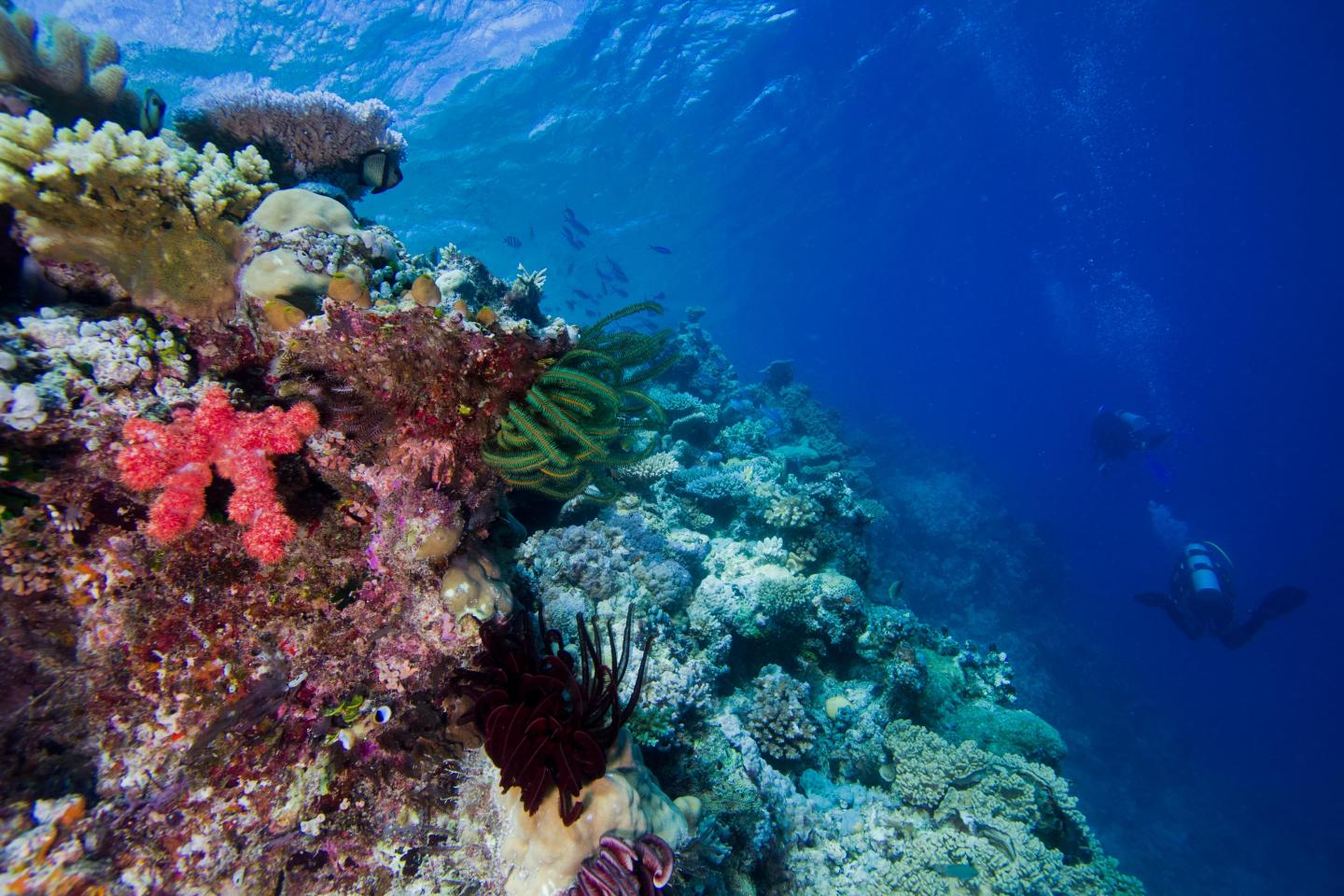 Coral Reef