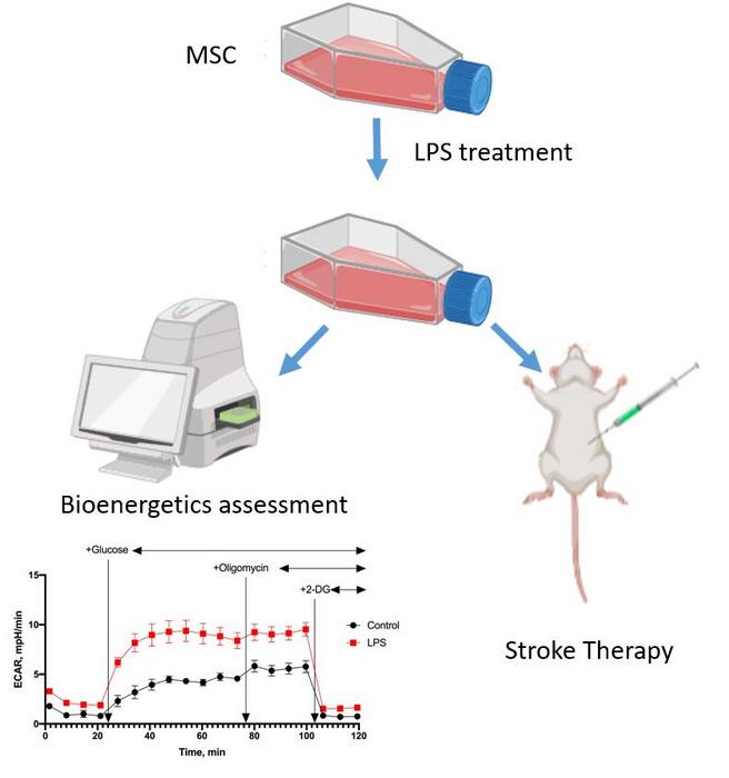 Design of cell treatment and assessment of bioenergetics and therapeutic efficacy.