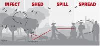 Land use-induced spillover