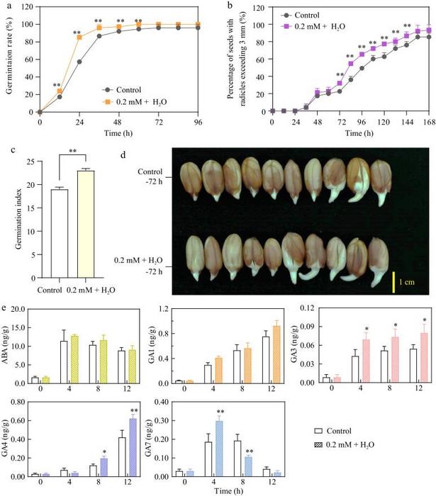 Figure 1. 0.2 mM ethylene + H2O enhances peanut seed germination, radicle growth, and gibberellin synthesis.