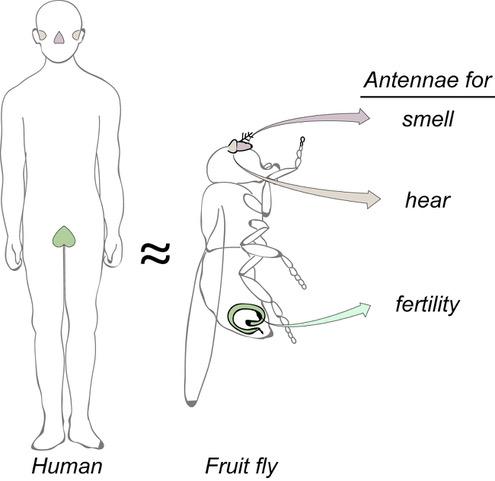 Cílios em Moscas da Fruta e Nos Humanos