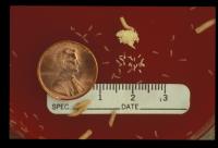 Blow Fly Eggs and Larvae