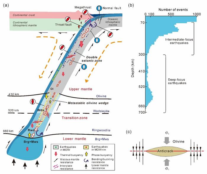 Stress state of a subducting plate and distribution of earthquakes