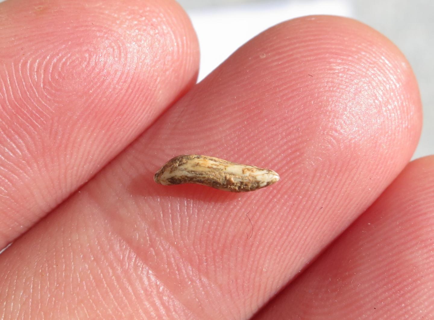 Giant Killer Lizard Fossil Shines New Light on Early Australians (1 of 2)
