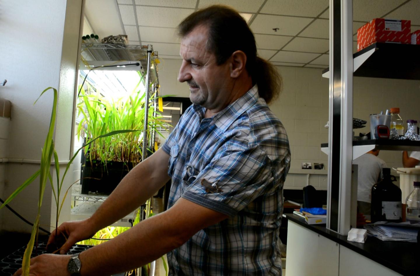 Mown Grass Smell Sends SOS for Help in Resisting Insect Attacks