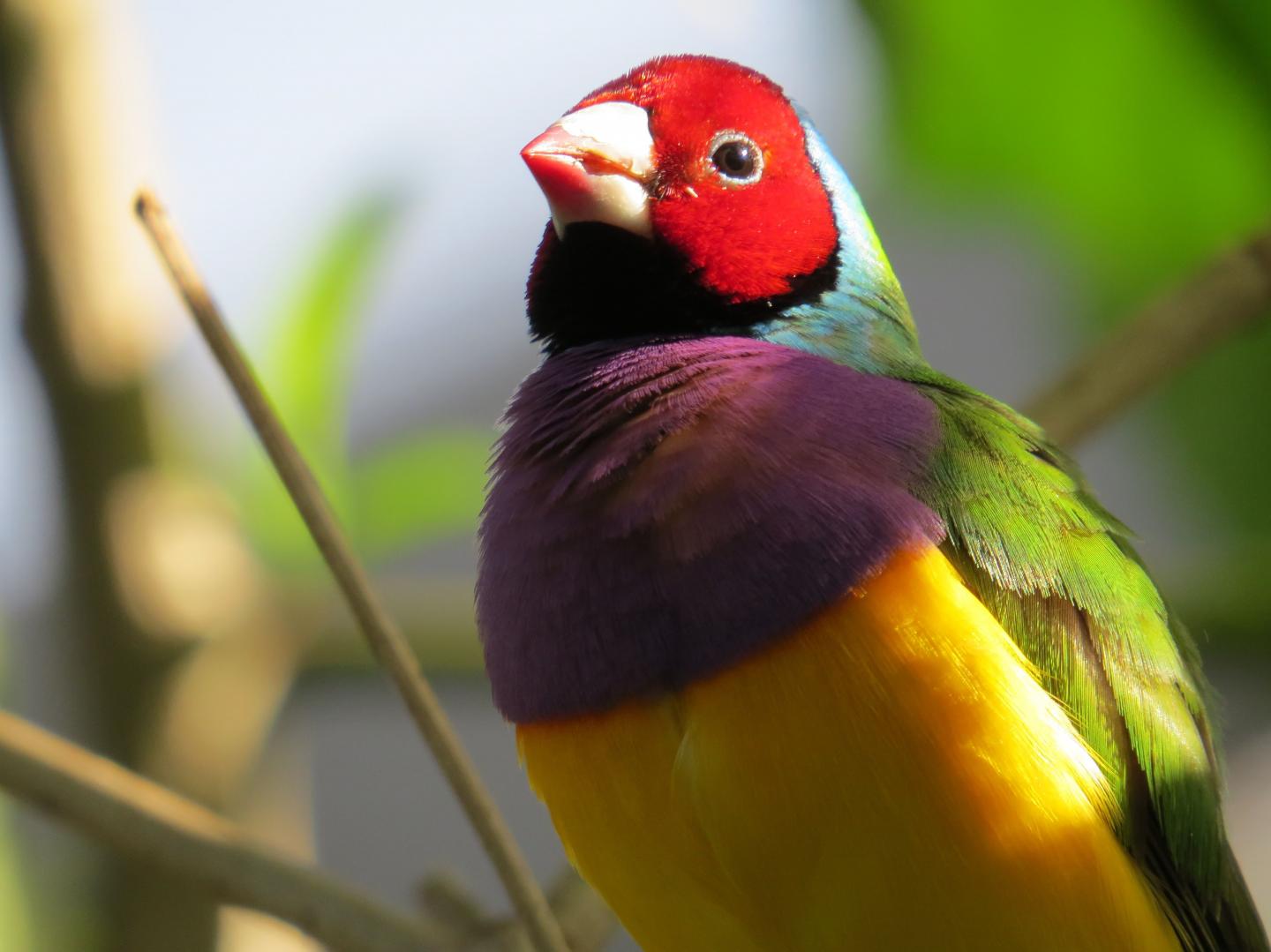 Why Female Birds Have Bright, Colorful Feathers (1 of 3)