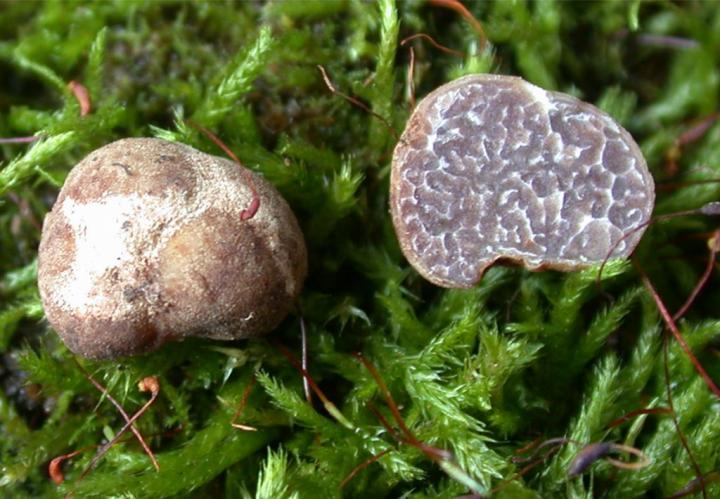 New Truffle Species Tuber brennemanii Discovered in Florida