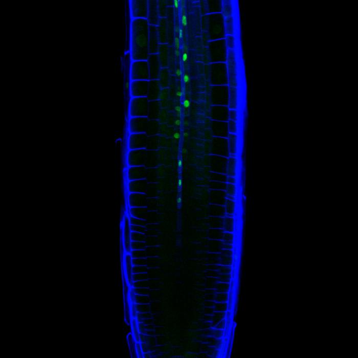Fluorescence microscopy image of the tip of the root of Arabidopsis thaliana showing specific expression of the protein AtMC3 (green) in the companion cells of the phloem vascular tissue