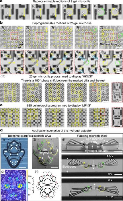Schematics showing the dynamic bending motions of gel microcilia arrays.