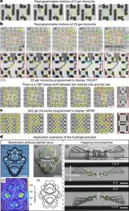 Schematics showing the dynamic bending motions of gel microcilia arrays.