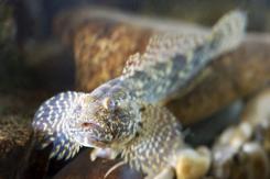 <i>Kessler gobies</i>