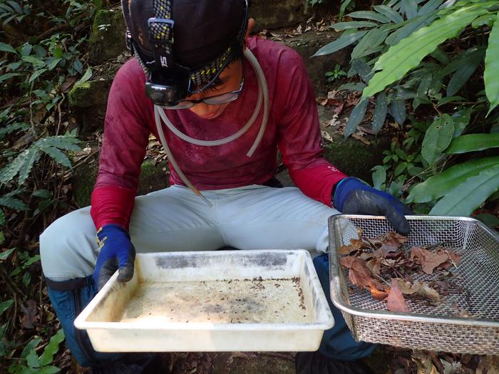 Searching for Loboscelidia wasps in Vietnam