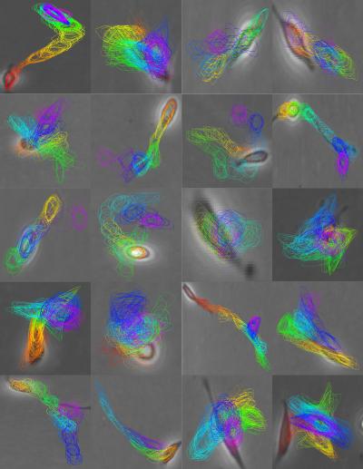 Predicting the Fate of Stem Cells (1 of 2)