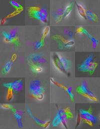 Predicting the Fate of Stem Cells (1 of 2)