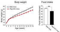 Ptprj-KO Mice Exhibit a Lean Phenotype and Show Resistance to Diet-induced Obesity