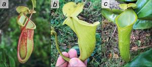 Nepenthes megastoma, a pitcher plant endemic to Palawan, Philippines
