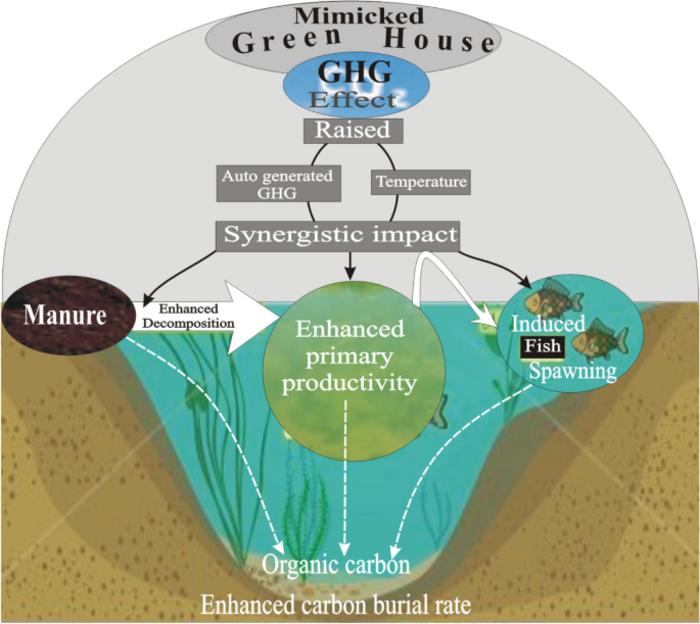 Greenhouse-temperature induced manure driven low carbon footprint in aquaculture mesocosm