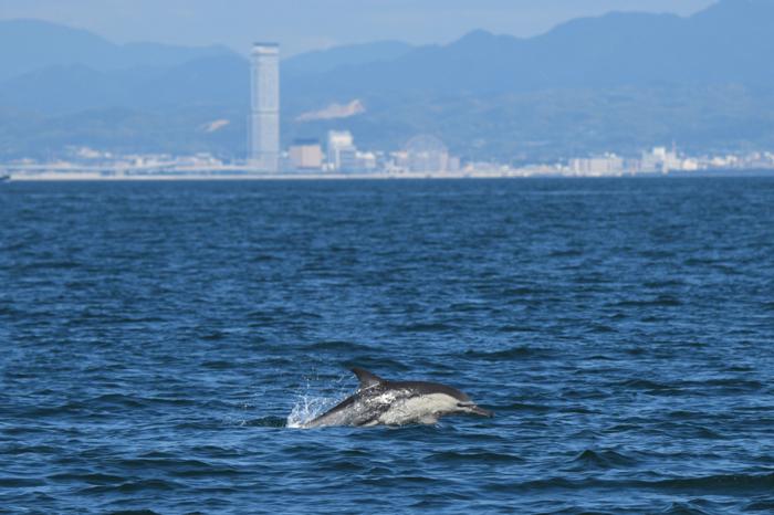 Common dolphins observed in Osaka Bay