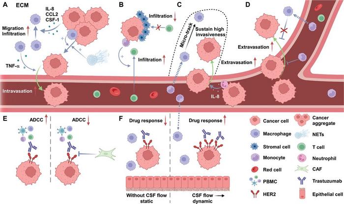 Overview of tumor-immune crosstalk inside the tumor microenvironment identified using microfluidic technology at the bulk-cell level in this review.
