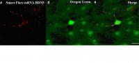 The Use of mRNA Probes in Combination with Calcium-sensitive Dye Oregon green 488 BAPTA-1