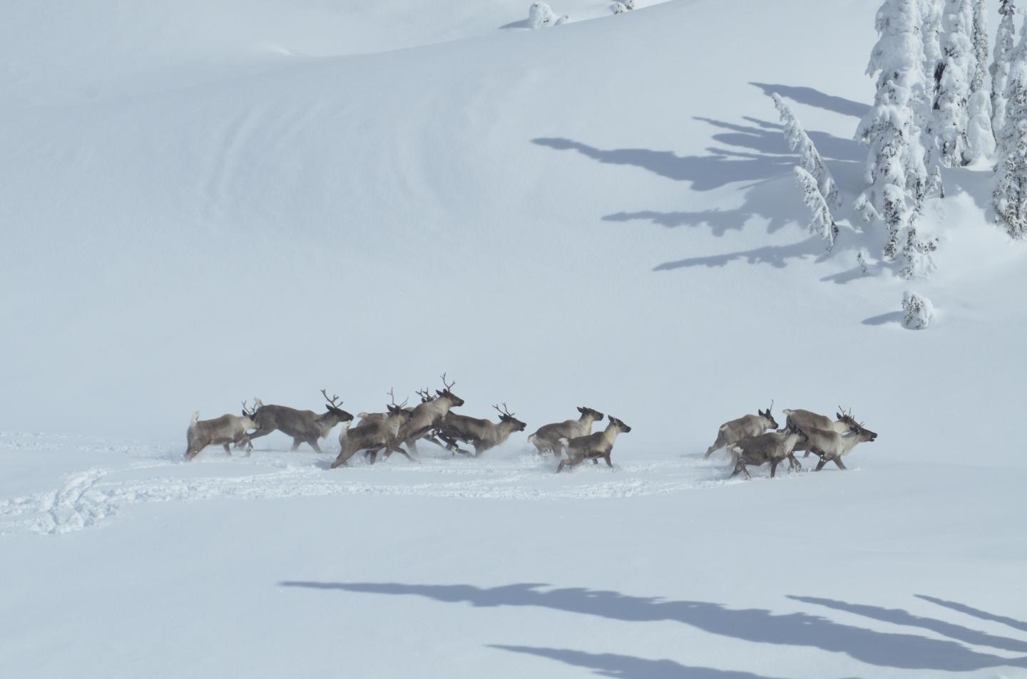 Mountain Caribou