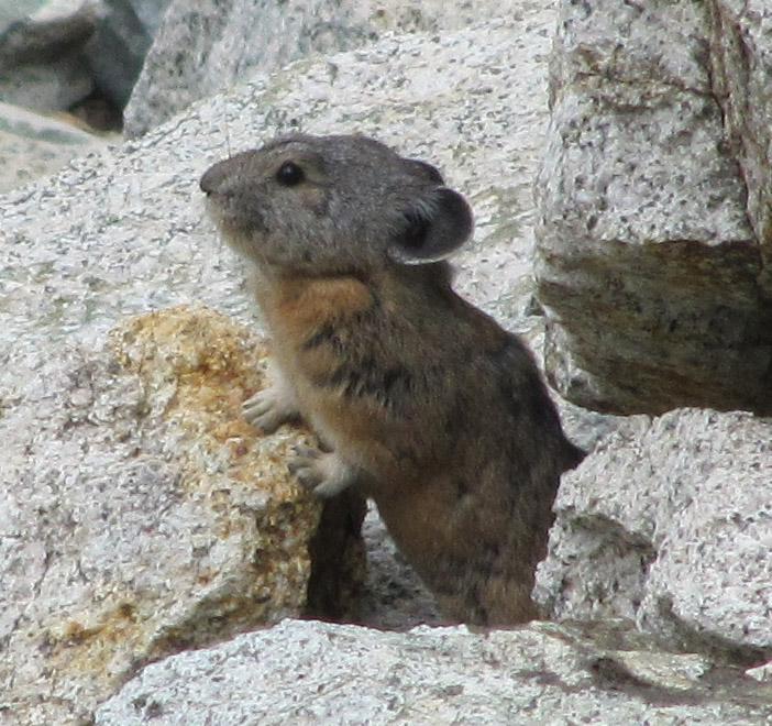 Pika (2 of 2)