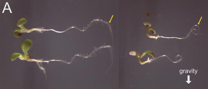 Plant Growth and Development