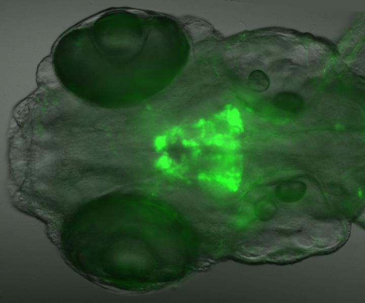 Zebrafish Larvae