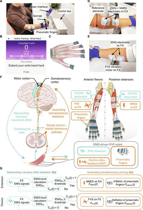 The design of the electromyography (EMG)-driven soft robot with electro-vibro-feedback (EVF-robot).
