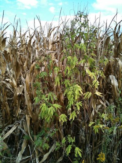 Giant Ragweed