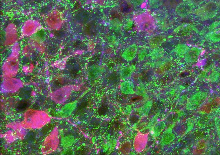 Hypothalamic Appetite Neurons