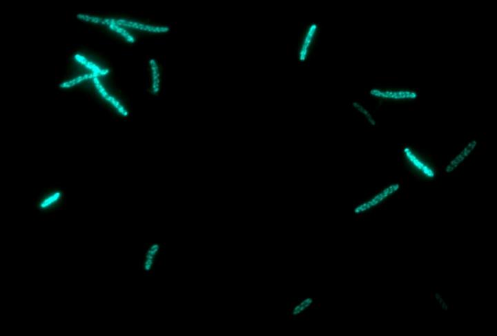Bacteria Used as Factories to Produce Cancer Drugs