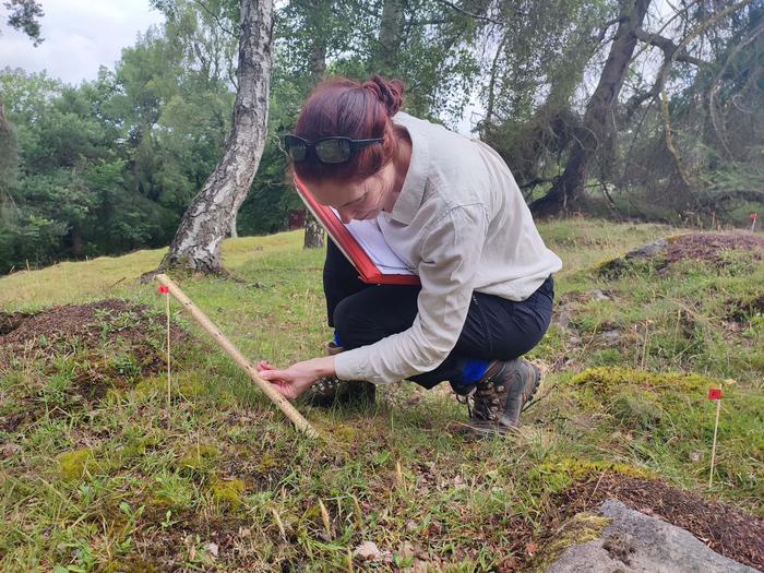 Estimating ant traffic between two wood ant nests