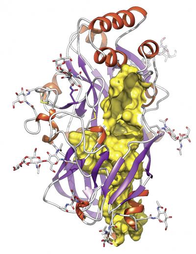 New Protein Fold