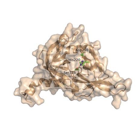 New Mechanism Discovered for Alzheimer's Risk Gene