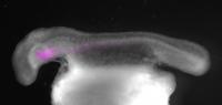 Early Skate Embryo with Endoderm Cells Labeled with Fluorescent Dye