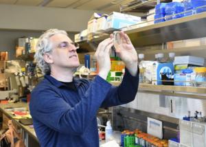 David Stern, Ph.D., discusses his research program