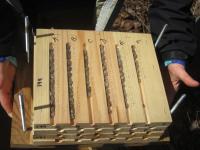 Bee Cocoons in Nesting Box