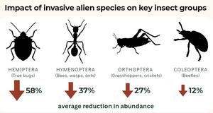 Invasives' impacts on insects