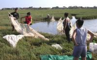 Scientists Quantifying the Abundance and Diversity of Fishes at Carpinteria Salt Marsh