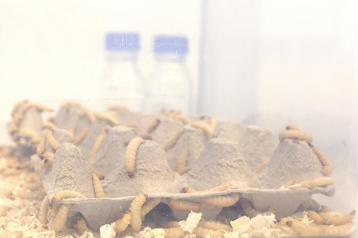 Larvae of the greater wax moth (Galleria mellonella)