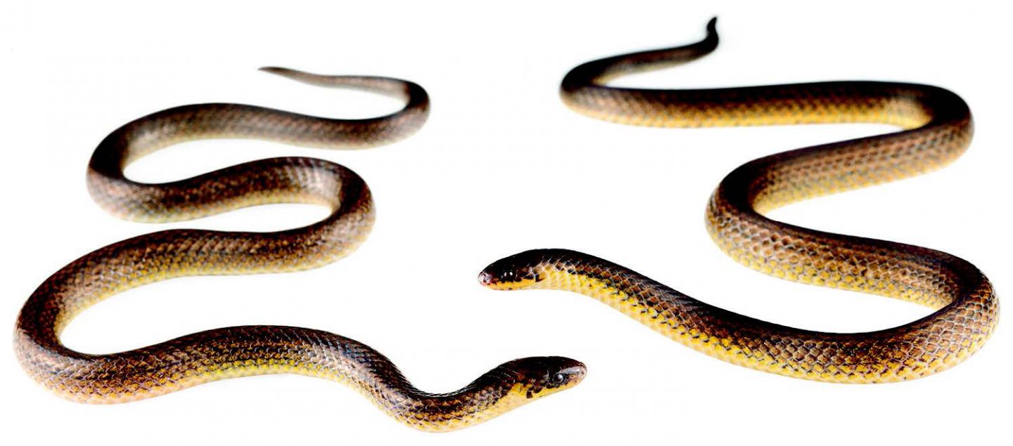 Cerberus Groundsnake