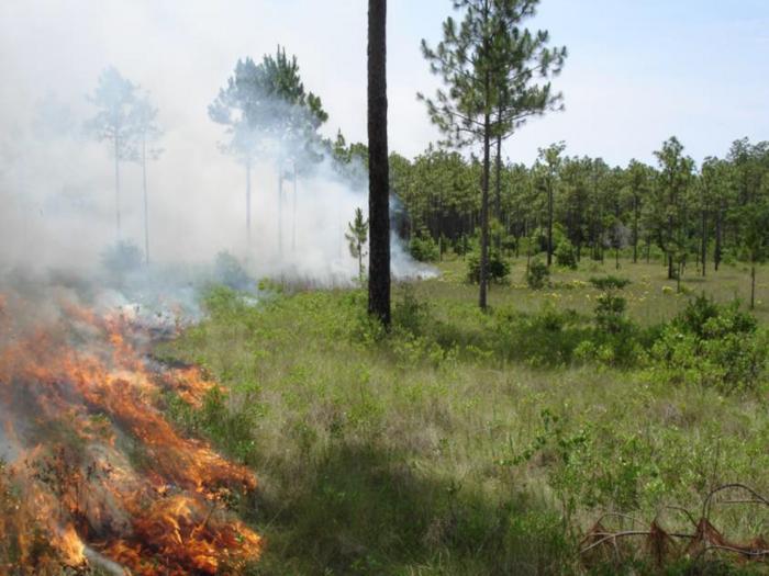 Prescribed fire in a longleaf pine/wiregrass community on Eglin Air Force Base, Florida