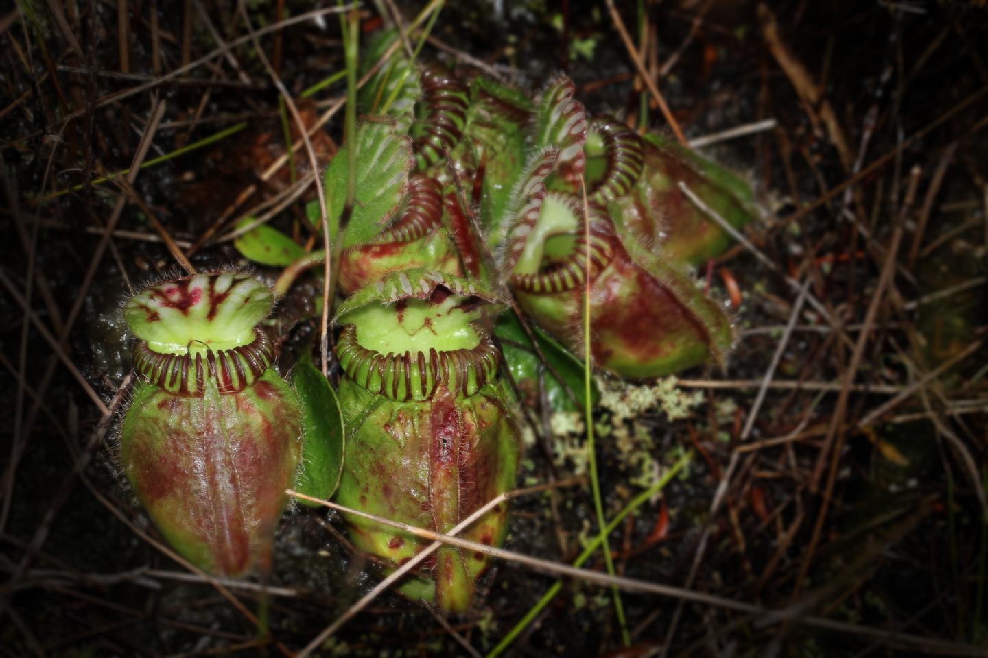 Australian Pitcher Plant