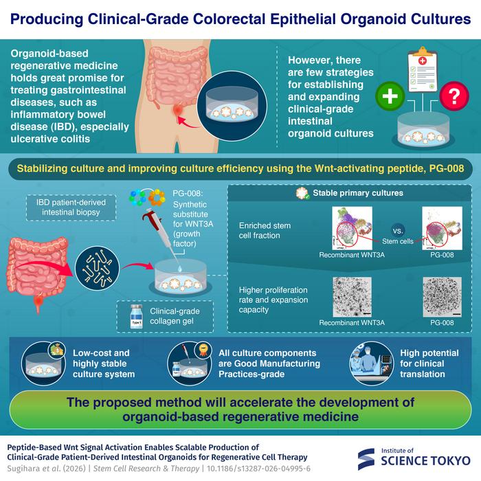 Producing clinical-grade colorectal epithelial organoid cultures
