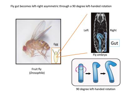Tubular Transformations (2 of 6) [IMAGE] | EurekAlert! Science News ...