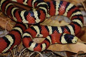 Southern Arizona mountain kingsnake