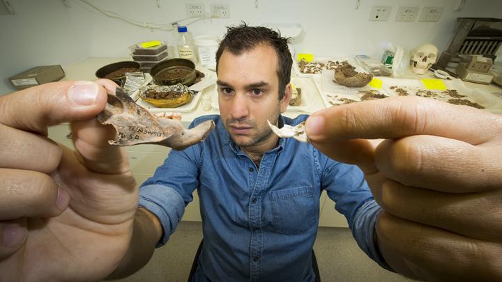 Giant Rat Fossils Discovered On East Timor