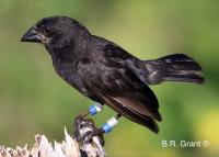Parent -- <I>G. fortis</I>