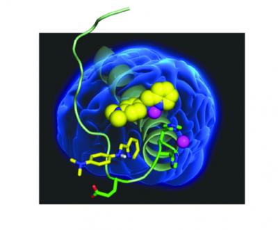 Brain